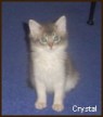 Crystal, a blue silver Somali