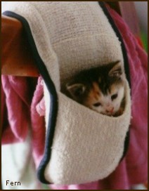 Fern as a kitten - the famous oven glove picture!