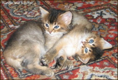 Summer and Thunder, September 2004 (5wks old)