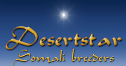 Desertstar, Somali breeders in the UK